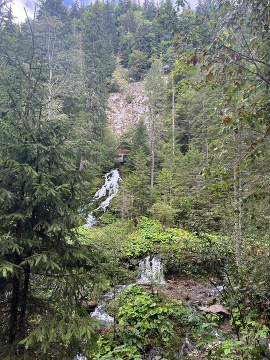 A waterfall in a green forest