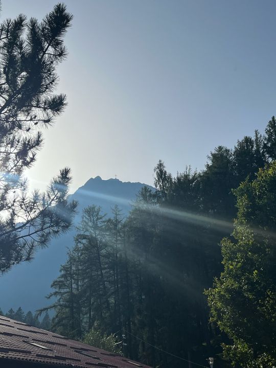 Sunlight through pine trees in the mountains